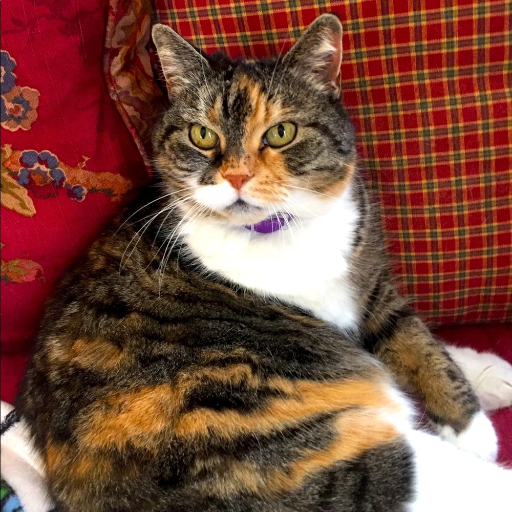 RIP My Precious Angel…Mama Kitty 11/15/23 - 18 yrs